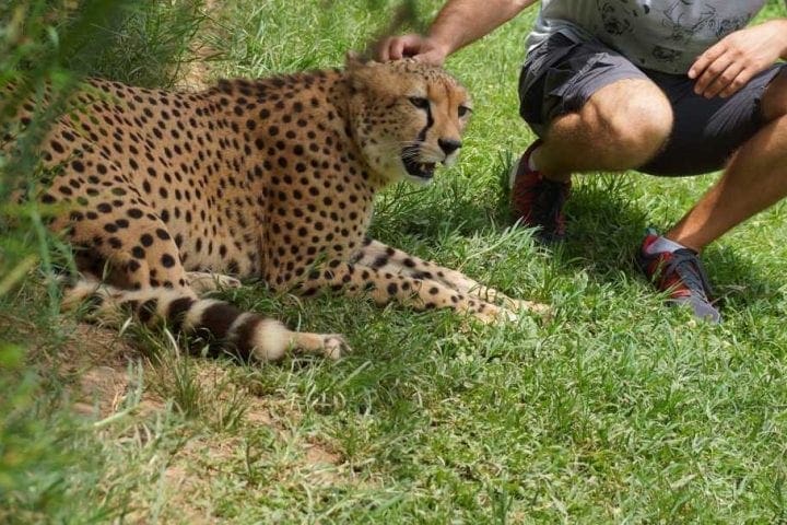 Svježi kokos i tropsko osvježenje na plaži Zanzibar