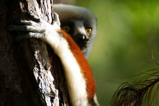 Madagaskar – izgubljeni svijet!