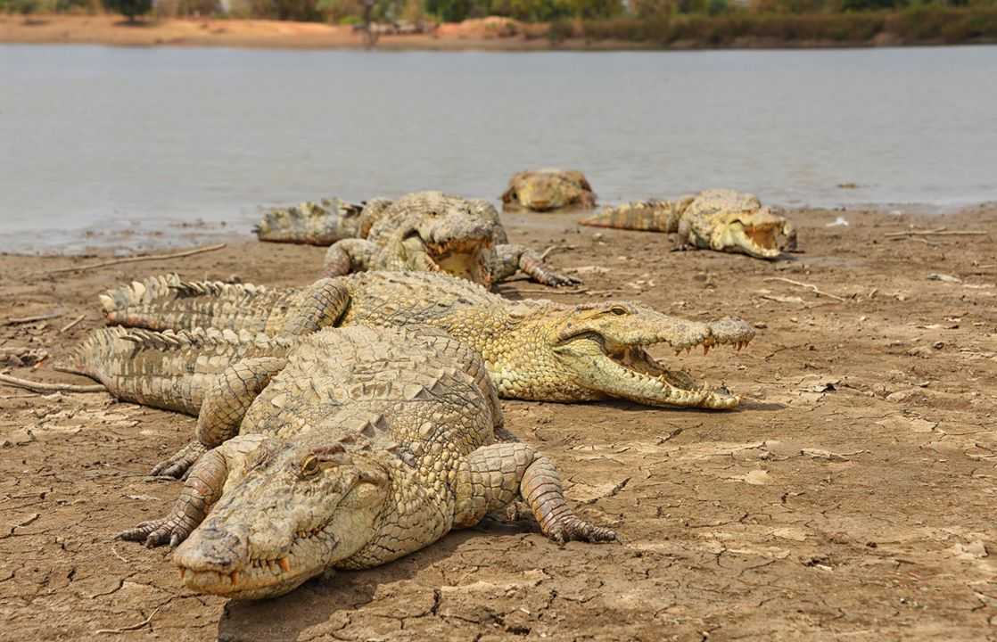 Vodič s putovanja - Bazoule — Burkina Faso: Foto priča Legenda o krokodilima u selu Bazoule