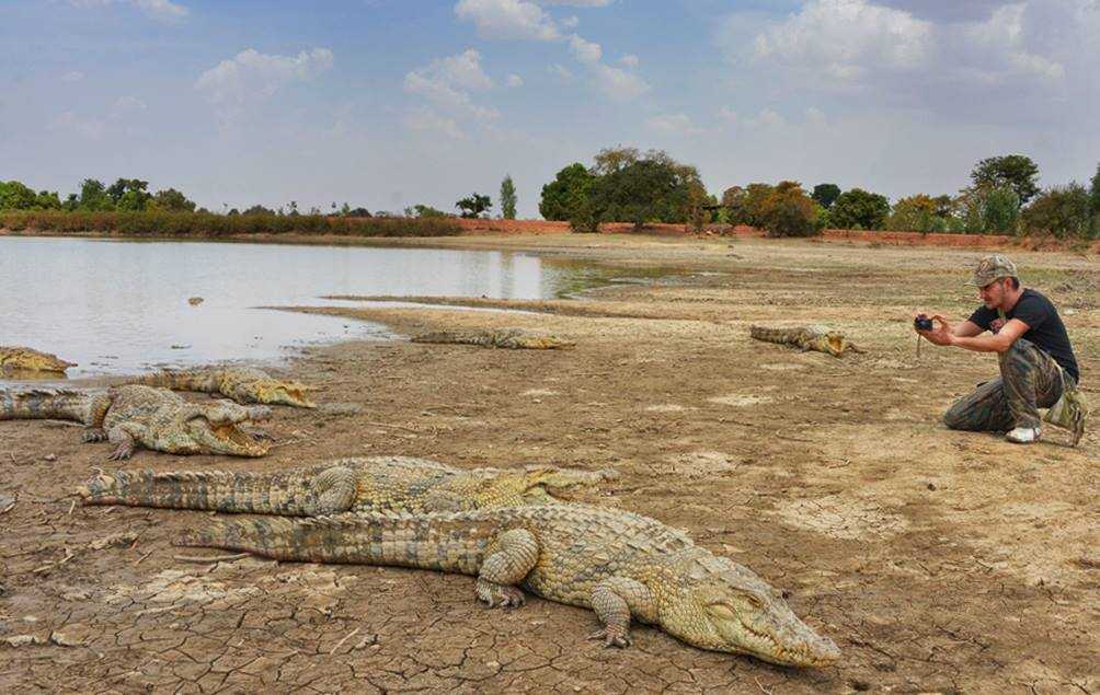 Vodič s putovanja - Bazoule — Burkina Faso: Foto priča Inteligencija nilskih krokodila