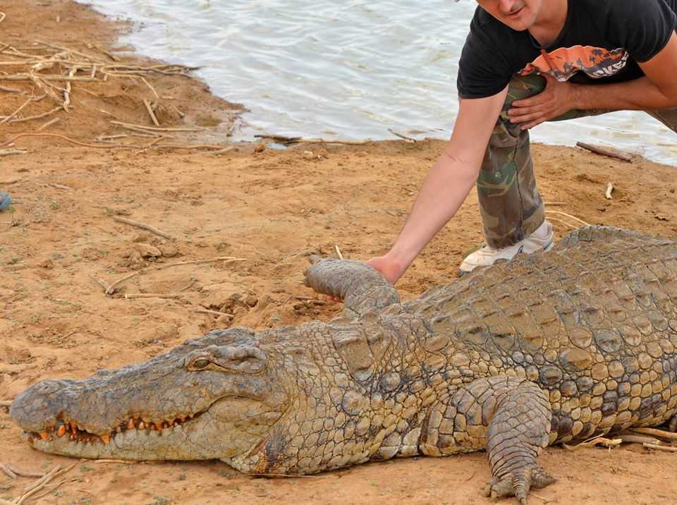 Vodič s putovanja - Bazoule — Burkina Faso: Foto priča Anatomija i zanimljivosti o krokodilima