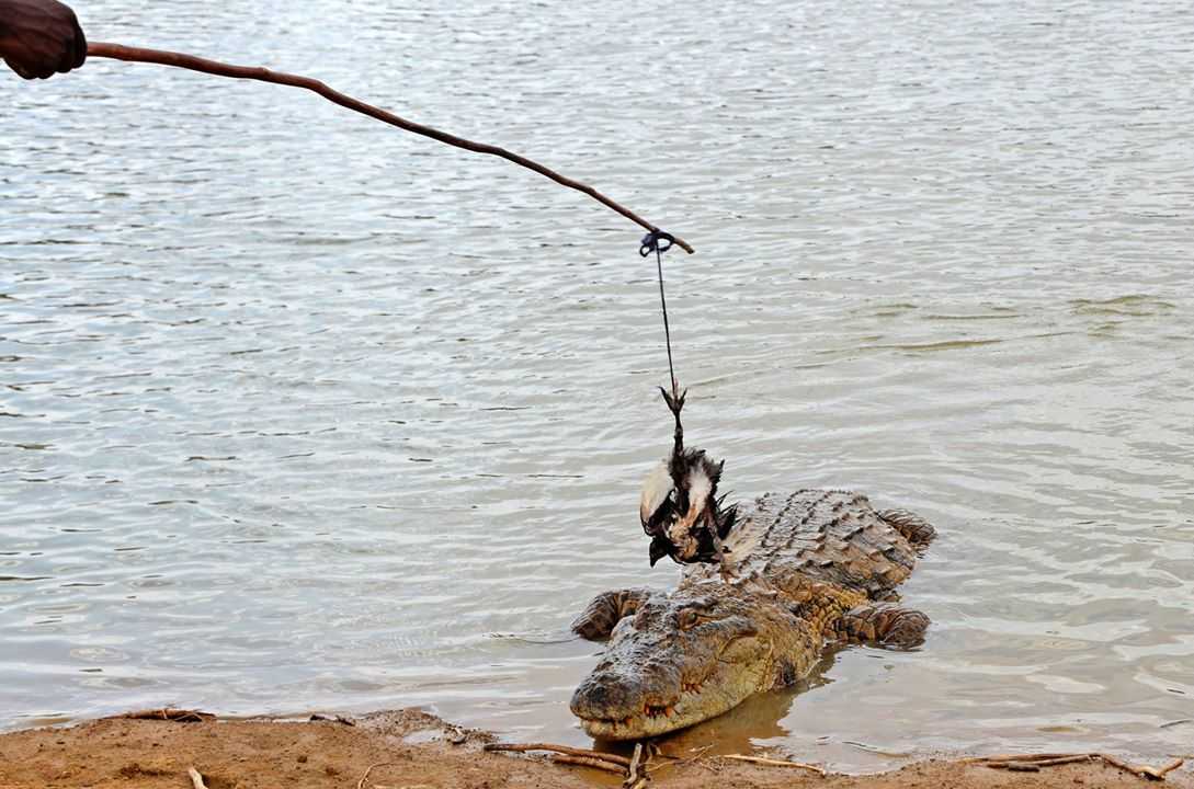 Vodič s putovanja - Bazoule — Burkina Faso: Foto priča Hranjenje krokodila