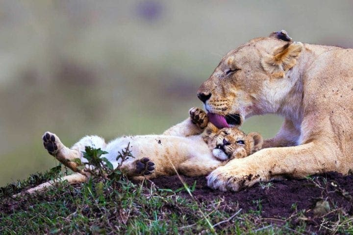 D A denoise - Nova godina Wildlife Kenija - safari i Indijski ocean GlobeTracker