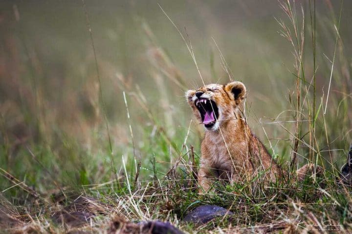 EV I - Kako izlgleda pravi safari - Masai Mara GlobeTracker