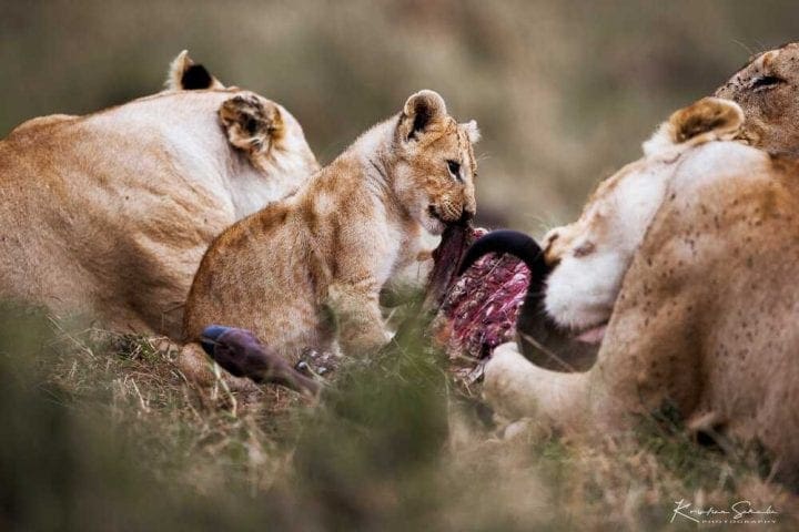 EV I - Kako izgleda pravi safari: Masai Mara i Serengeti GlobeTracker