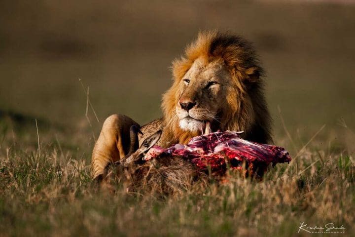 EV I - Kako izgleda pravi safari: Masai Mara i Serengeti GlobeTracker