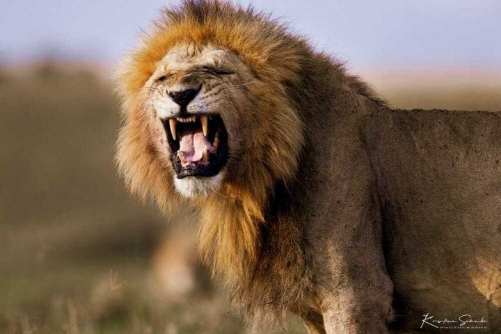 EV I - Kako izgleda pravi safari: Masai Mara i Serengeti GlobeTracker