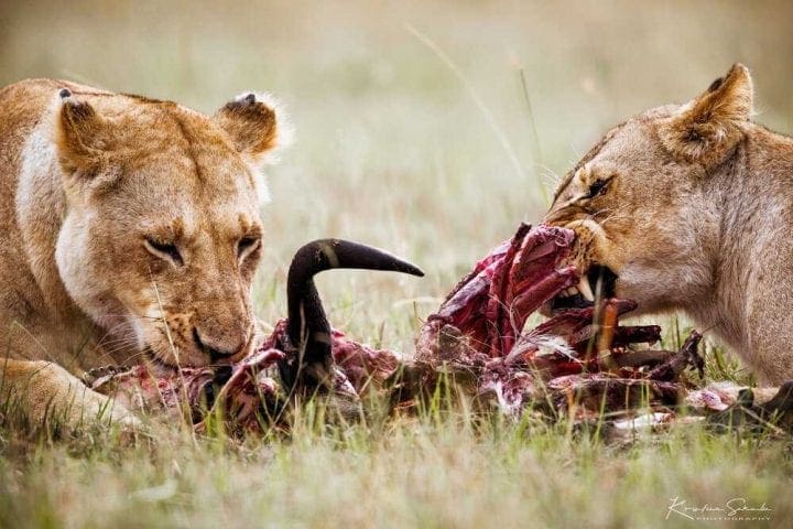 EV I copy - Kako izgleda pravi safari: Masai Mara i Serengeti GlobeTracker