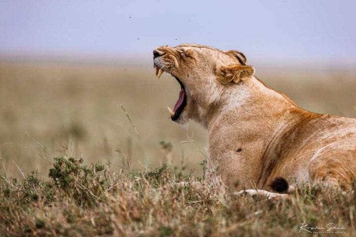 EV I - Kako izlgleda pravi safari - Masai Mara GlobeTracker