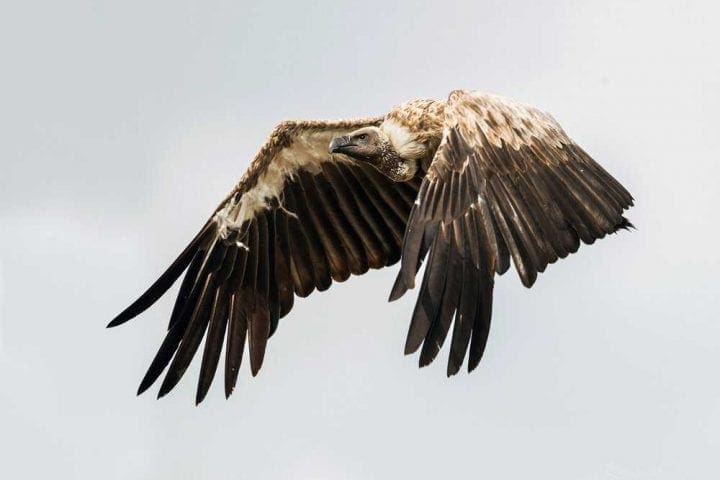 EV I copy denoise - Kako izlgleda pravi safari - Masai Mara GlobeTracker