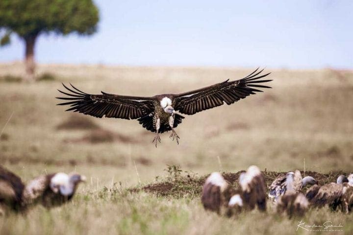 EV I - Kako izlgleda pravi safari - Masai Mara GlobeTracker
