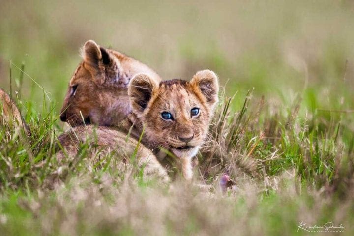 EV I - Kako izlgleda pravi safari - Masai Mara GlobeTracker