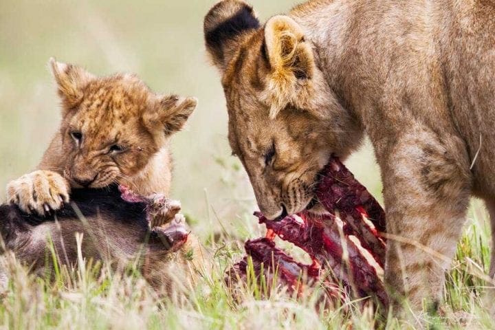 EV I - Kako izgleda pravi safari: Masai Mara i Serengeti GlobeTracker