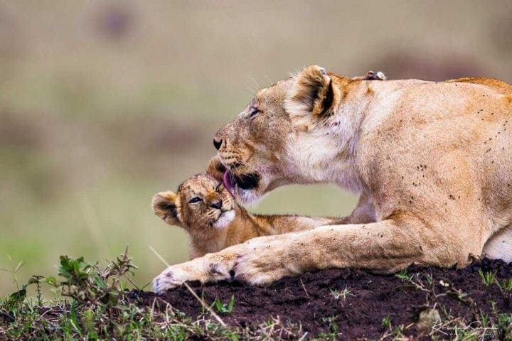 EV I - Kako izlgleda pravi safari - Masai Mara GlobeTracker