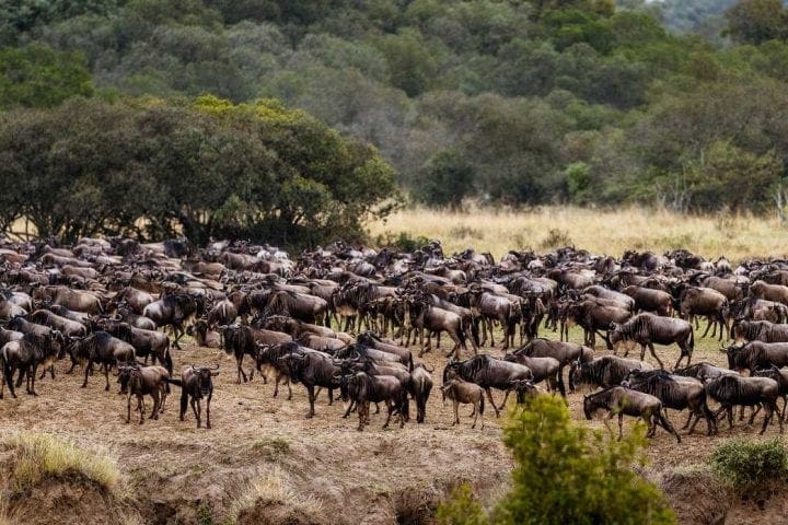 EV I Pano - Kako izgleda pravi safari: Masai Mara i Serengeti GlobeTracker