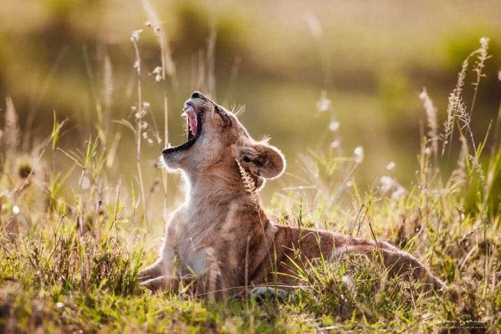 EV I - Kako izlgleda pravi safari - Masai Mara GlobeTracker