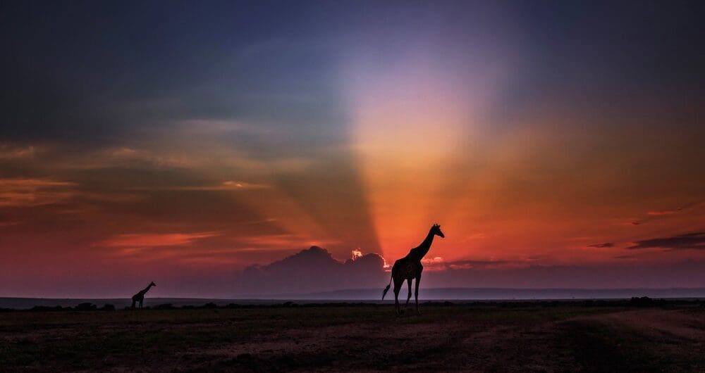 Žirafa u afričkoj savani - Safari Maasai Mara Kenija