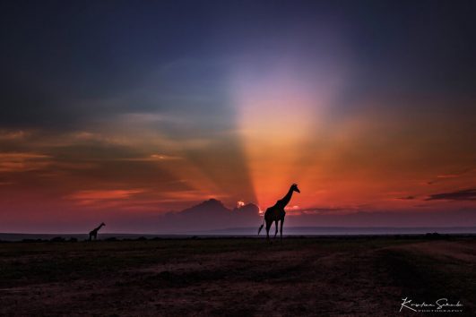 Safari u Keniji