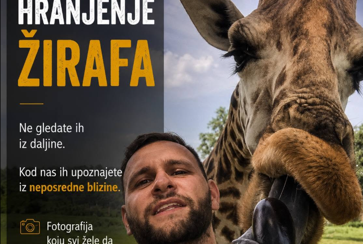 Bliski susret i hranjenje ugroženih Rothschildovih žirafa u Nairobiju Kenija