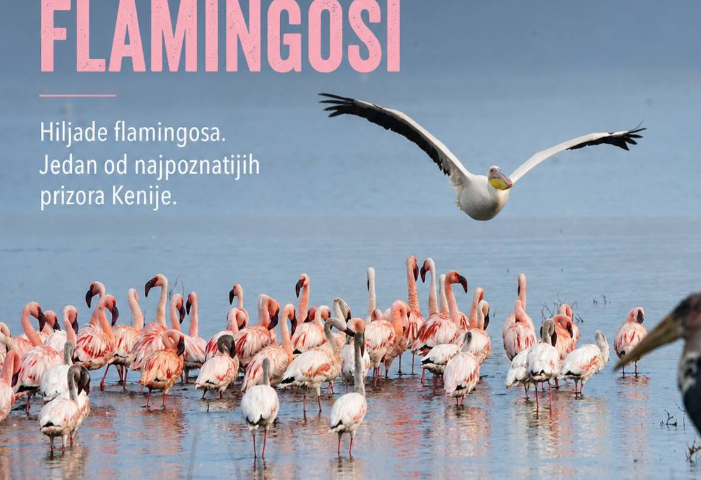 Tisuće ružičastih flamingosa na obali jezera Nakuru u Keniji GlobeTracker
